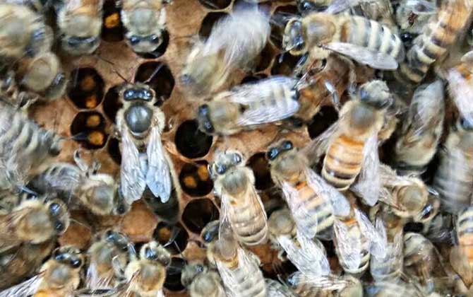 養(yǎng)蜂如何解除分蜂熱? 解除分蜂熱