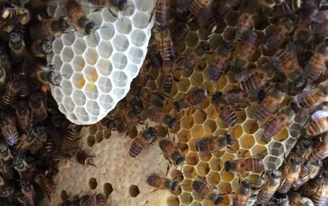 蜜蜂有王臺怎么辦? 蜜蜂王臺