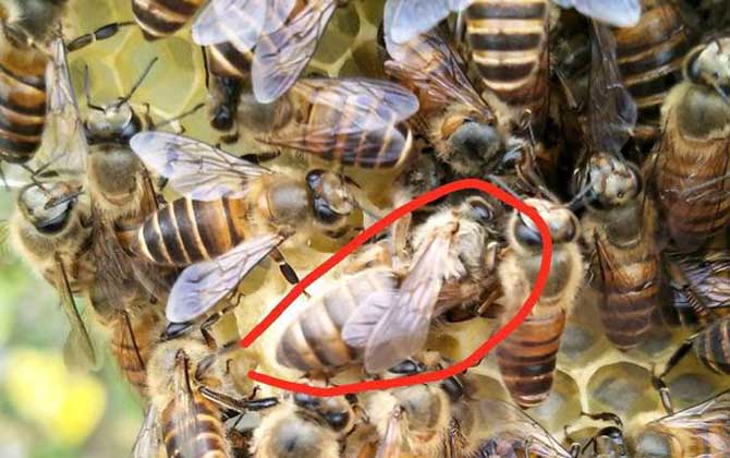 蜂王為什么不產卵? 蜂王