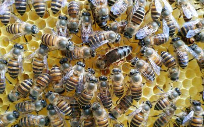 蜂王為什么不產卵? 蜂王