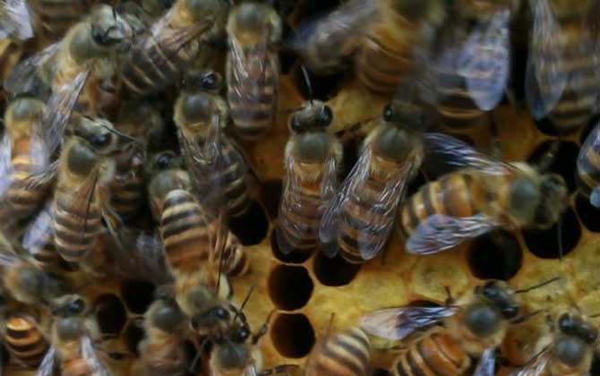 處理盜蜂最好的辦法 盜蜂