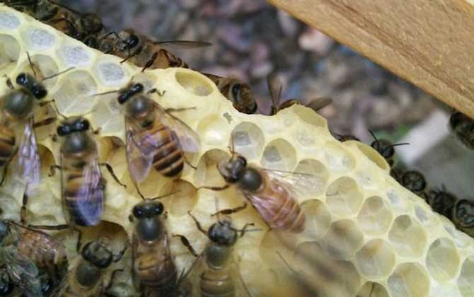 盜蜂有什么危害? 盜蜂