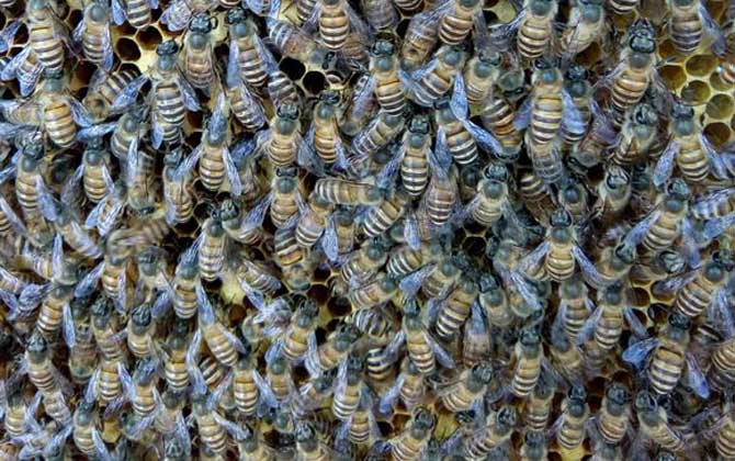 工蜂產(chǎn)卵的處理方法 工蜂產(chǎn)卵