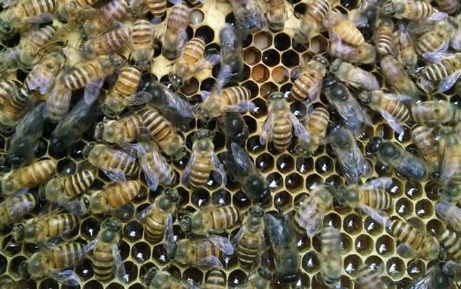 工蜂產(chǎn)卵的處理方法 工蜂產(chǎn)卵