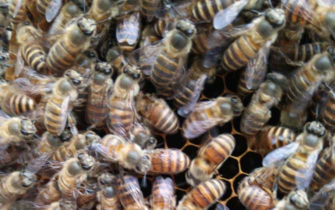 工蜂產(chǎn)卵的處理方法 工蜂產(chǎn)卵