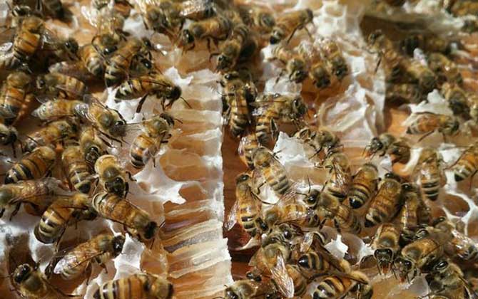 蜜蜂秋季養殖管理技術 蜜蜂秋季養殖