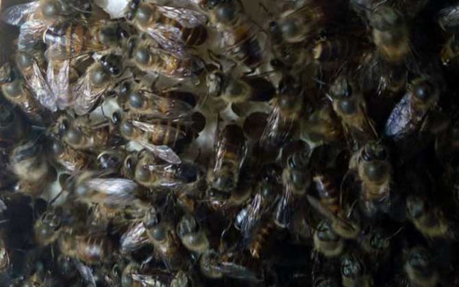 夏季怎樣讓蜂王多產卵? 夏季蜂王產卵