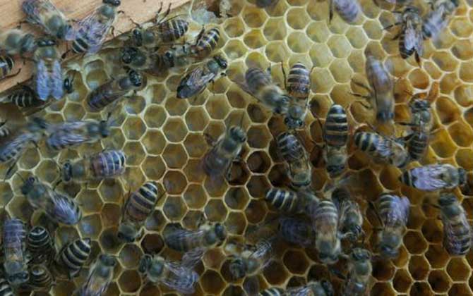 夏季蜂王為什么不產卵? 蜂王不產卵