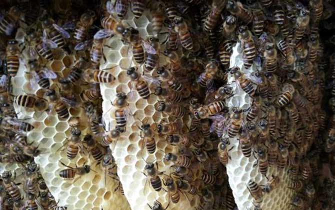 夏季蜂王為什么不產卵? 蜂王不產卵