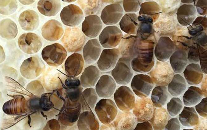 蜜蜂為什么會圍王? 蜜蜂圍王