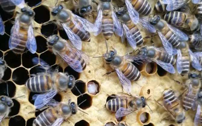 蜜蜂越冬死亡有哪些原因? 蜜蜂越冬死亡