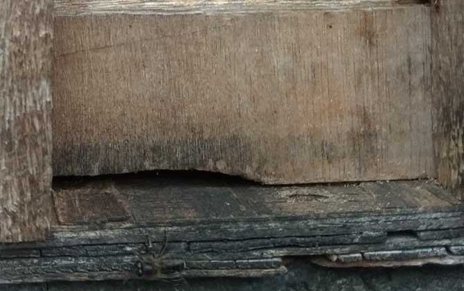 蜜蜂秋季怎么快速繁殖? 蜜蜂秋繁