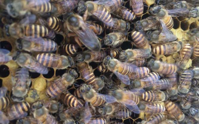 蜜蜂里有黑蜂怎么處理? 黑蜂怎么處理