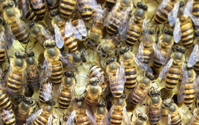 蜜蜂怎么補助飼喂? 補助飼喂