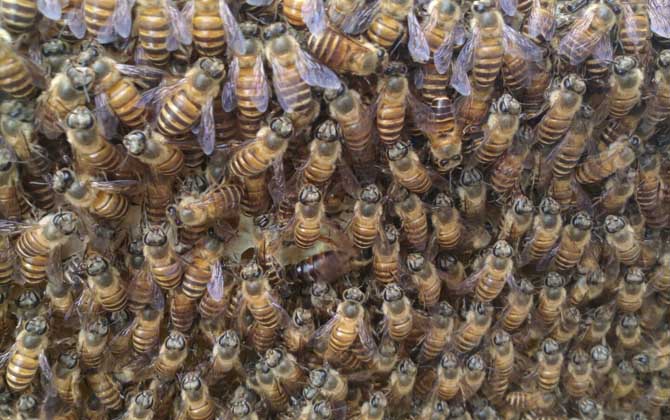 蜜蜂怎么補助飼喂? 補助飼喂