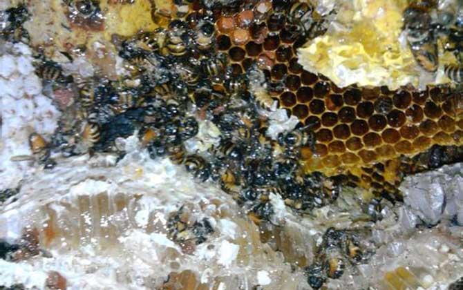 土蜂蜜的作用與功效及食用方法 土蜂蜜