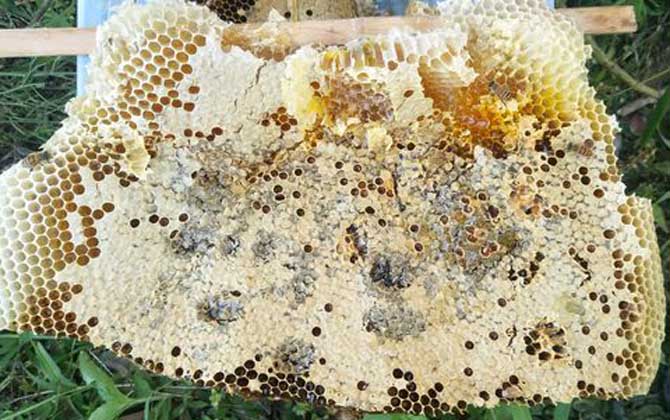 蜂巢怎么吃效果最好? 蜂巢