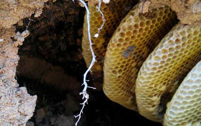 蜂巢和蜂膠的區(qū)別 蜂巢
