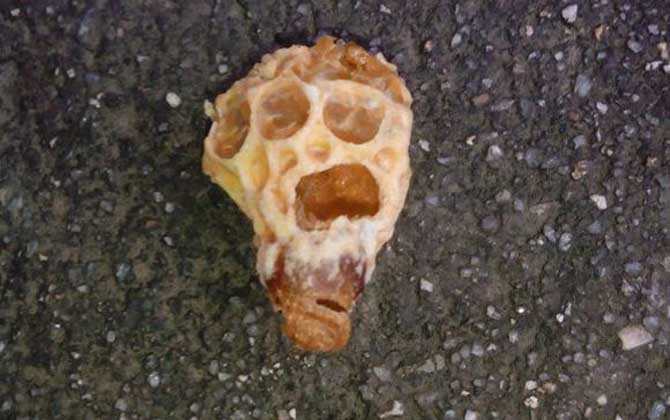 蜂王胎不適合什么人吃? 蜂王胎