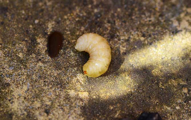 蜂王胎不適合什么人吃? 蜂王胎