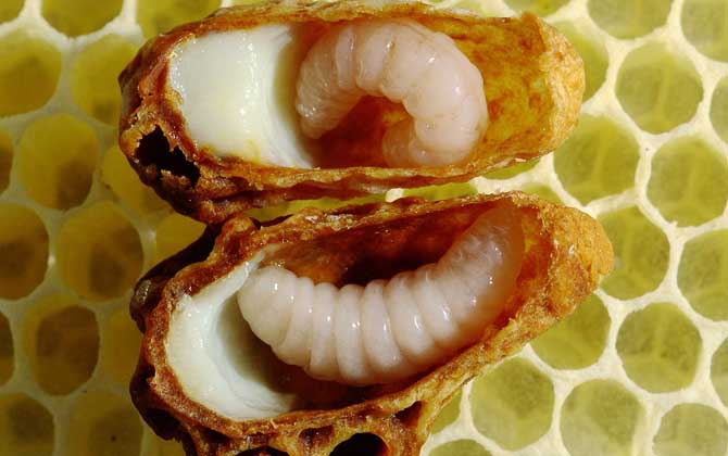 蜂王胎的作用與功效及禁忌人群 蜂王胎