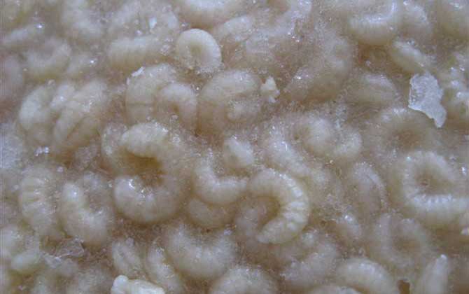 蜂王胎真的是騙局嗎? 蜂王胎