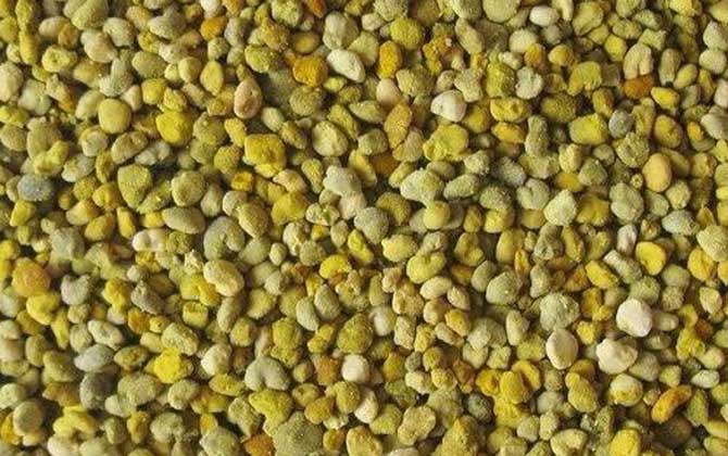 女人吃什么花粉最好? 益母草花粉