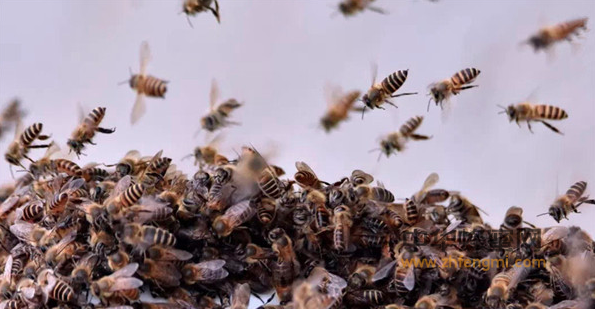 中國農科院蜜蜂研究所與重慶石柱縣簽訂戰略合作協議 中國農科院 石柱縣 重慶 蜜蜂養殖 中蜂