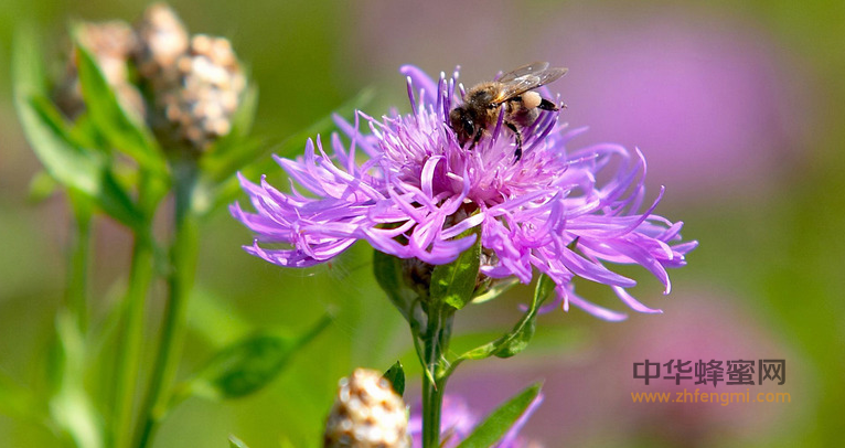 蜜蜂與佛典故事 蜜蜂精神