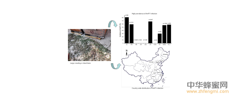 農科院蜜蜂研究所2016年在蜜蜂病蟲害方面取得重要科研成果 蜜蜂 農科院 蜜蜂所 病蟲害 蜂群