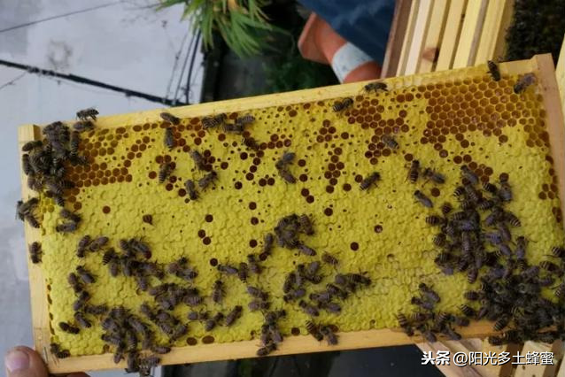 你試過(guò)刮脾取蜜嗎？它真的優(yōu)于搖蜜機(jī)取蜜嗎？