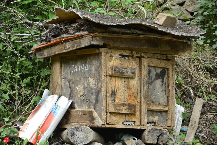 81歲老人養蜂半世紀，自創多種養蜂工具，怕蜜蜂丟失樹下睡3個月