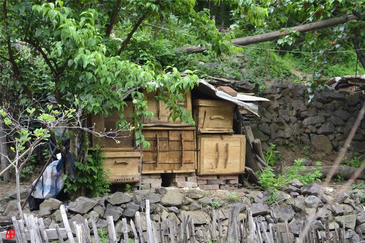 81歲老人養蜂半世紀，自創多種養蜂工具，怕蜜蜂丟失樹下睡3個月