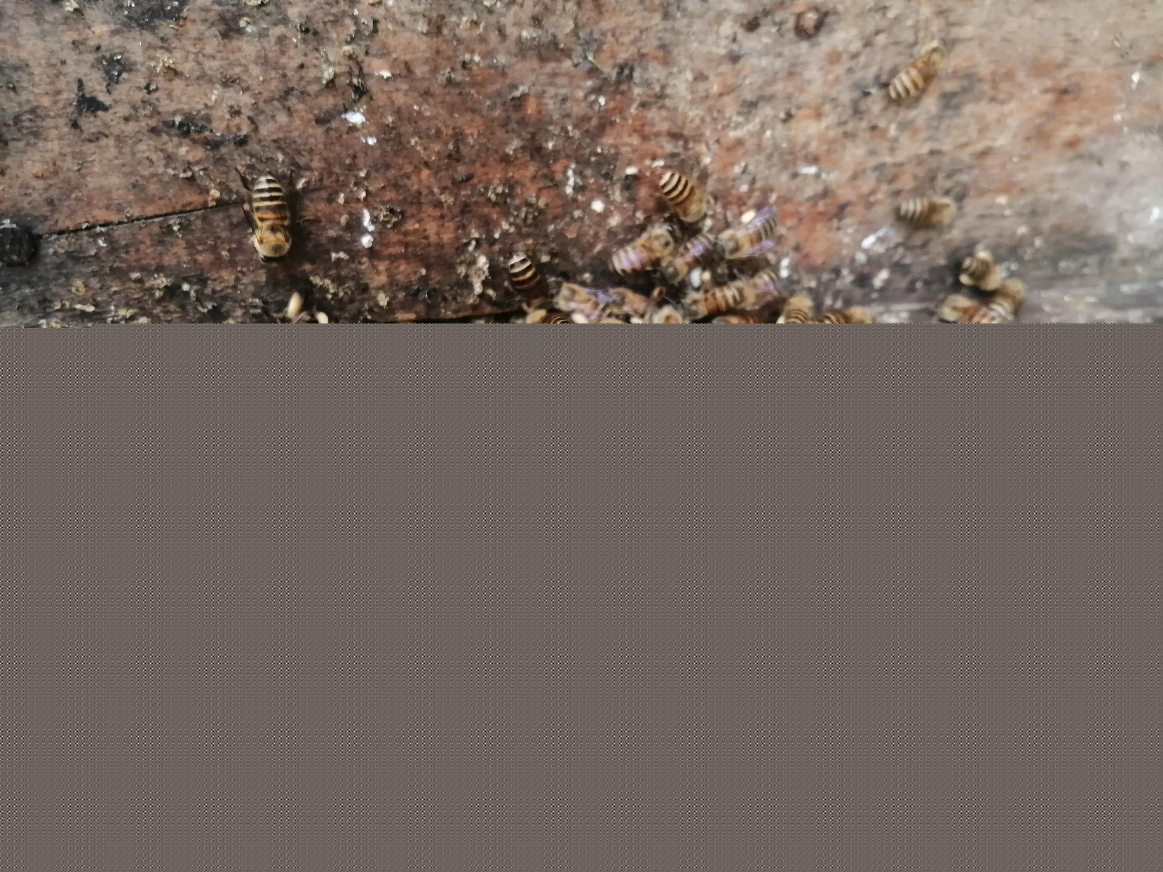 中蜂養(yǎng)殖：蜂箱內(nèi)潮濕、內(nèi)箱壁結(jié)小水洙、箱口有水流出是好事嗎？