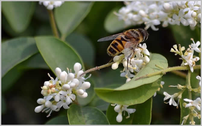 怎么自制中蜂巢礎？巢礎大小規(guī)格是多少