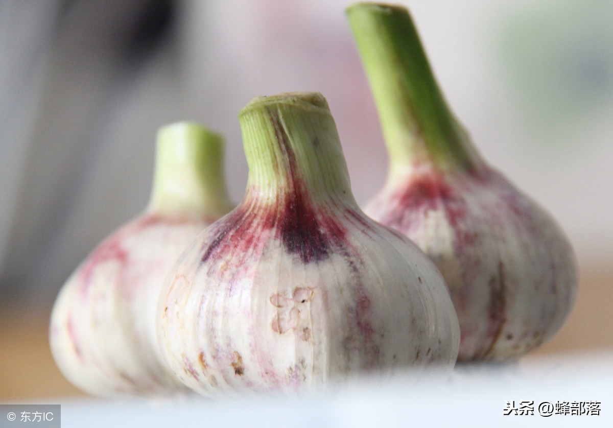 這種居家必備的食材，也是蜜蜂白堊病的克星，用它，綠色無污染