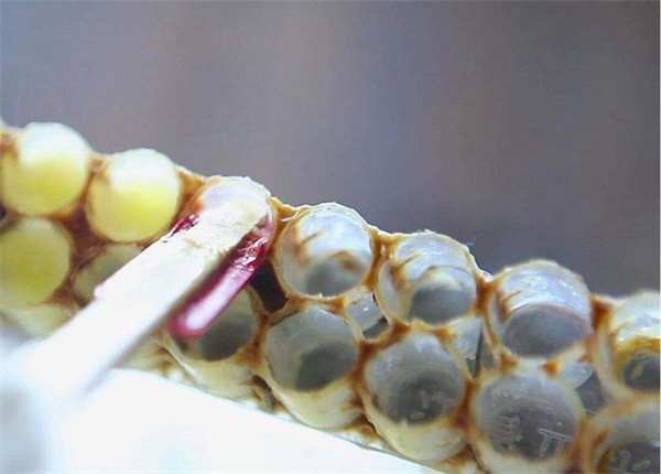 冷凍后的蜂王漿很硬，蜂王漿凍了怎么吃？