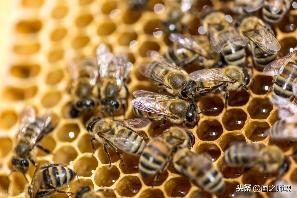 蜜蜂采蜜的時候之間為何能夠不迷路？原來，它們是這樣找家的