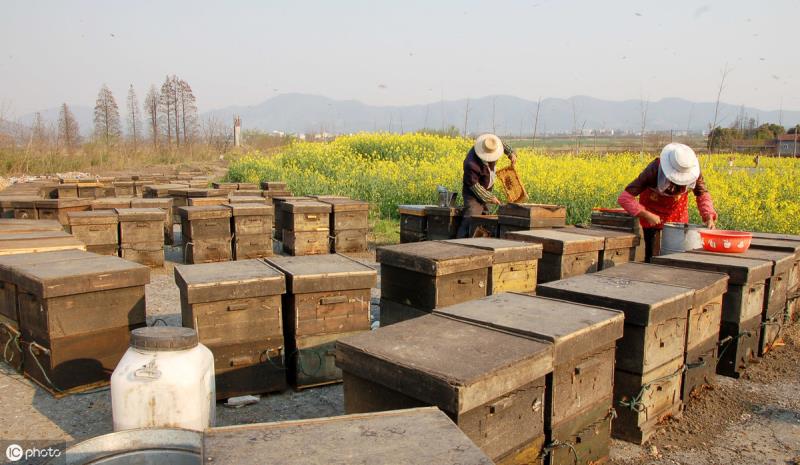 如何養(yǎng)蜜蜂？