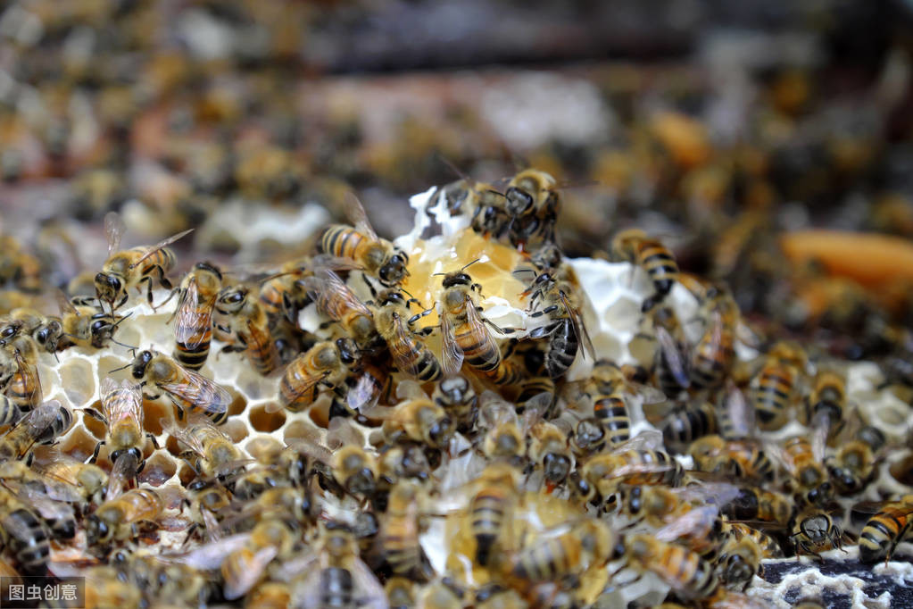 如何養(yǎng)蜜蜂？