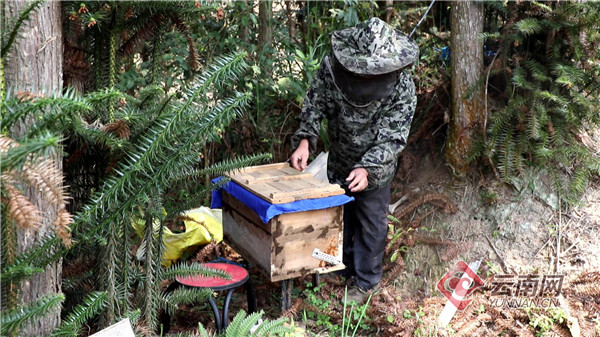 云南屏邊：蜜蜂養殖帶富群眾