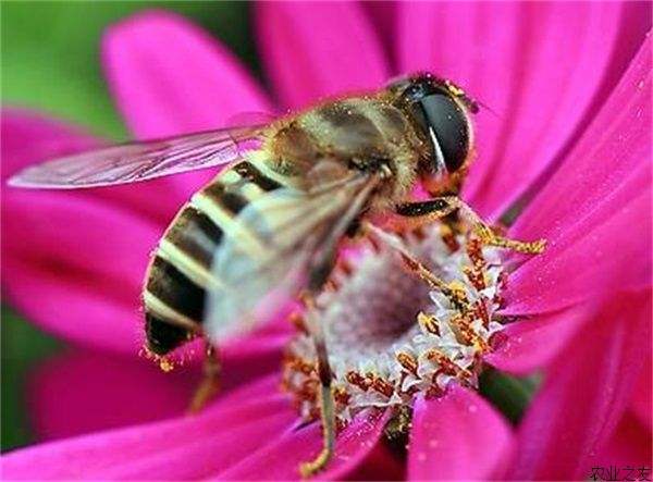 蜜蜂美洲幼蟲病如何防治？