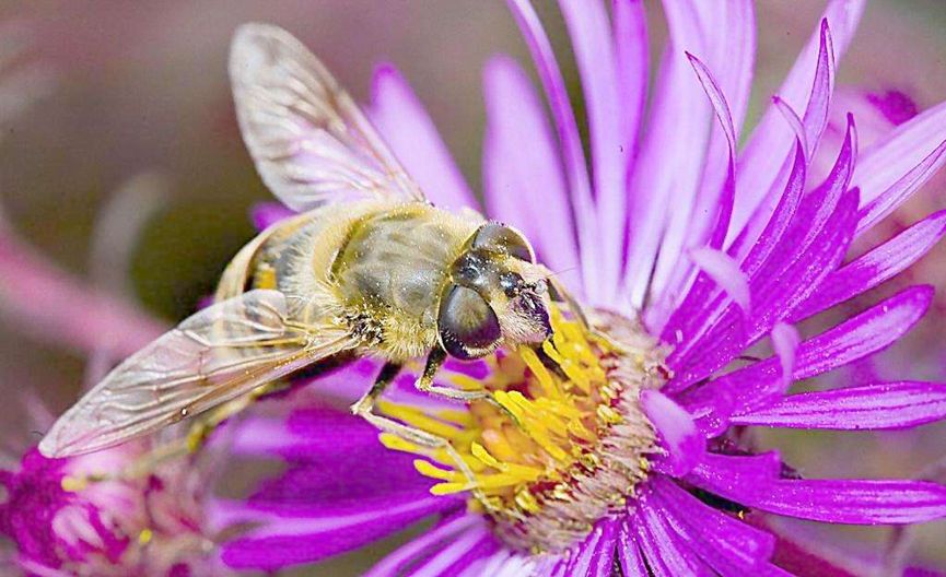 蜜蜂美洲幼蟲病如何防治？