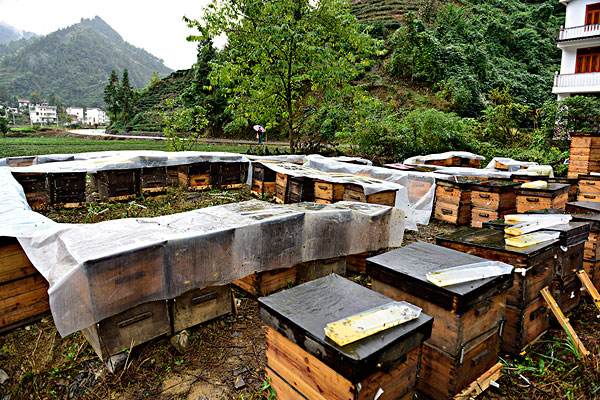 如何用空蜂箱引來蜜蜂