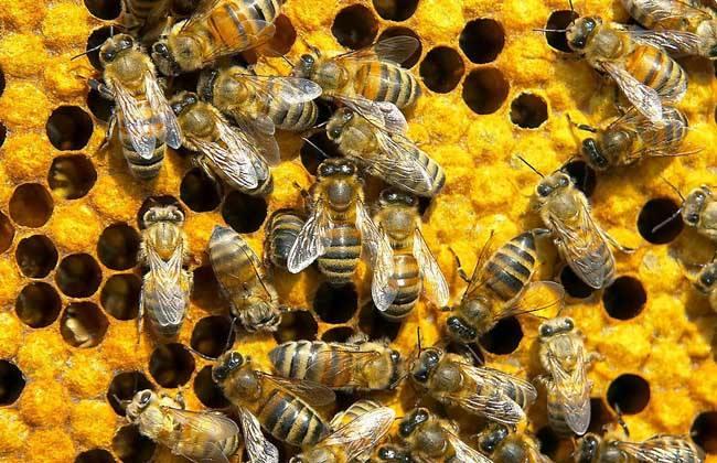 蜂王藏在蜂群什么位置？