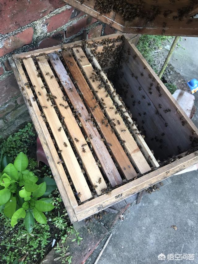 有沒有和別人合作養(yǎng)殖蜜蜂的項(xiàng)目(合作養(yǎng)蜂是真的嗎)