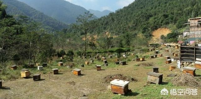 養(yǎng)蜂人是怎么養(yǎng)蜂的(如何才能學(xué)會養(yǎng)蜂?)