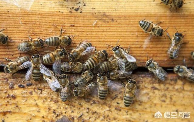 養(yǎng)蜂人是怎么養(yǎng)蜂的(如何才能學(xué)會養(yǎng)蜂?)