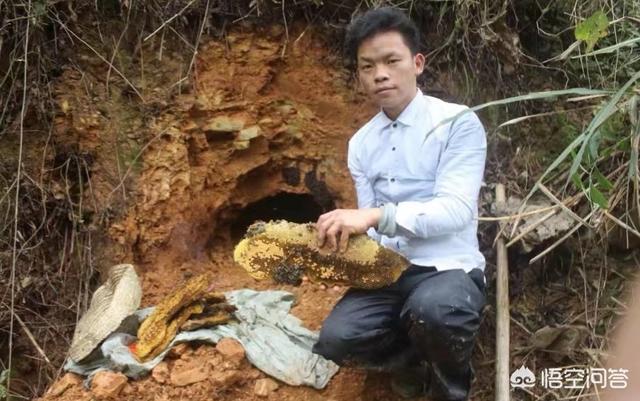 養(yǎng)蜂人是怎么養(yǎng)蜂的(如何才能學(xué)會養(yǎng)蜂?)