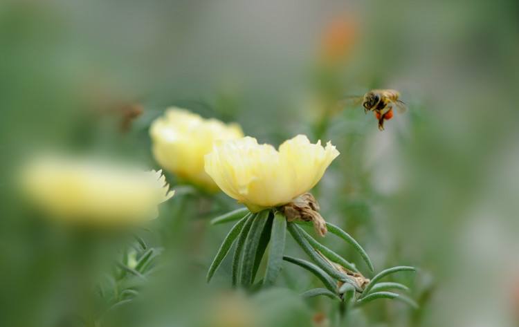 在自家陽臺(tái)如何養(yǎng)好蜜蜂？